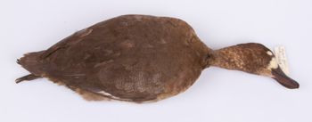 Media type: image;   Ornithology 204023